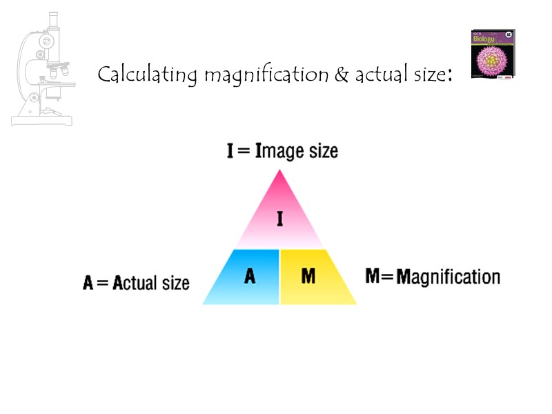 Calculating magnification & actual size: